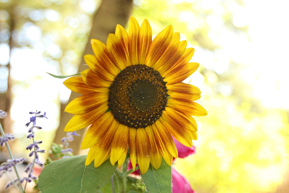 Closeup of sunflower at Pure Mendocino Closeup of sunflower at Pure Mendocino