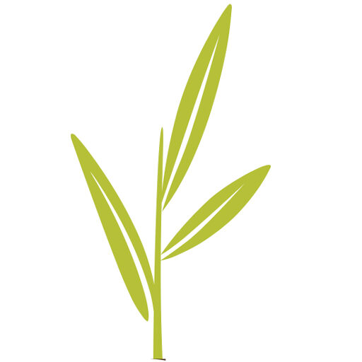 Green sprout from the Pure Mendocino logo Green sprout from the Pure Mendocino logo